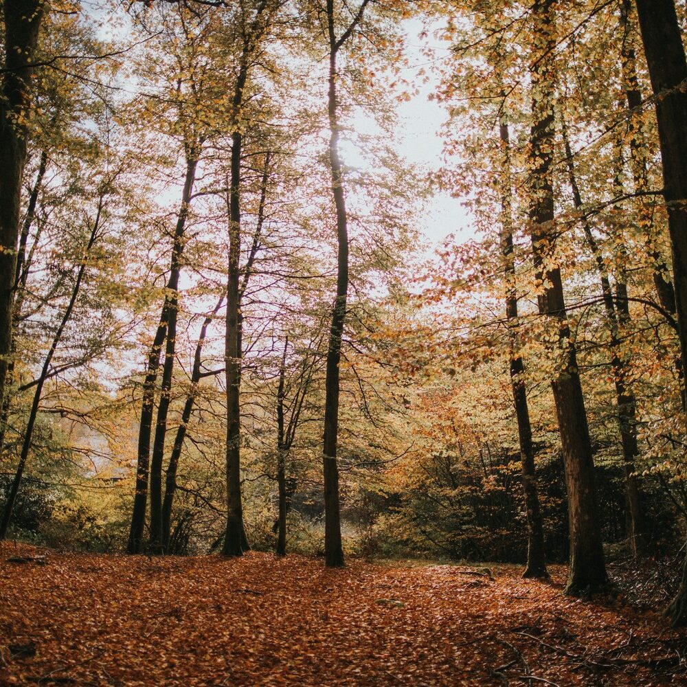 cérémonie-laïque-mariage-automne-forêt-la-soeur-de-la-mariee-blog-mariage