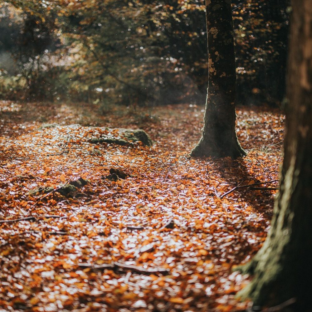 cérémonie-laïque-mariage-automne-forêt-la-soeur-de-la-mariee-blog-mariage