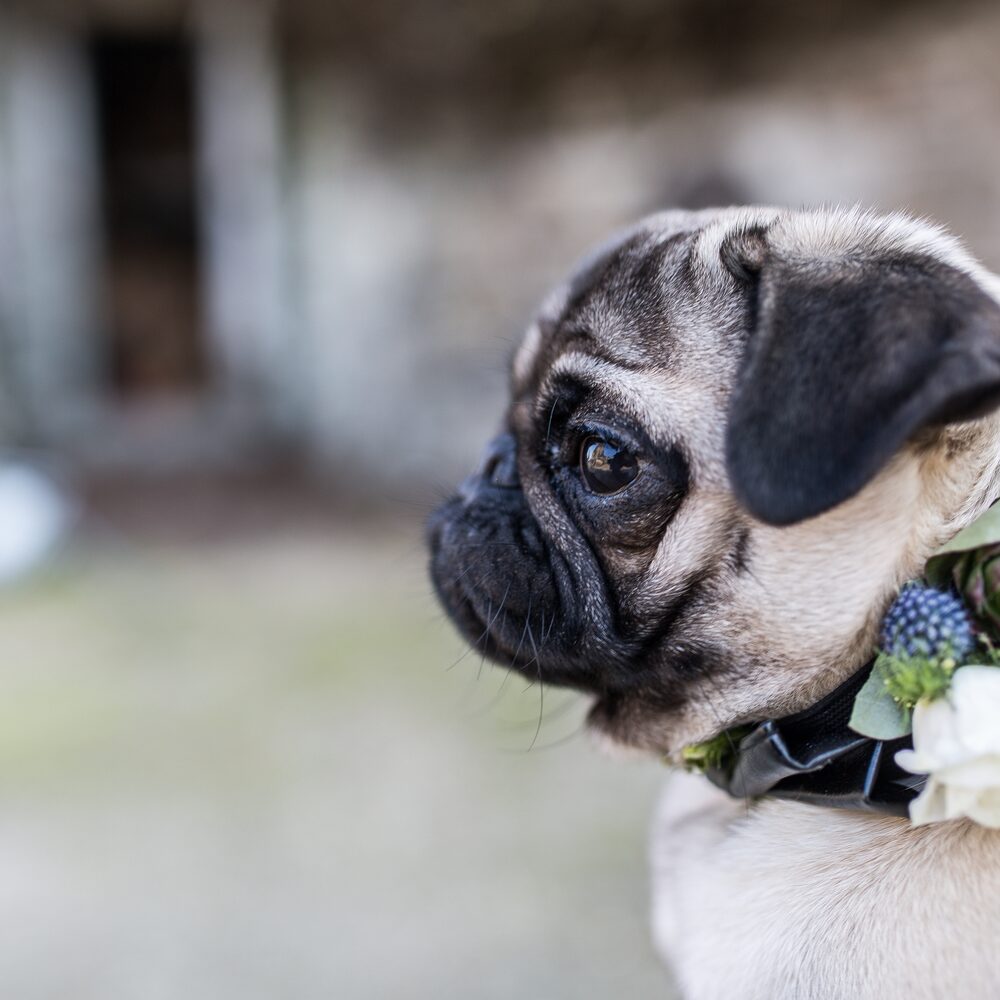 salon-mariage-bretagne-il-etait-une-fois-mariee-chien-blog-mariage-lasoeurdelamariee