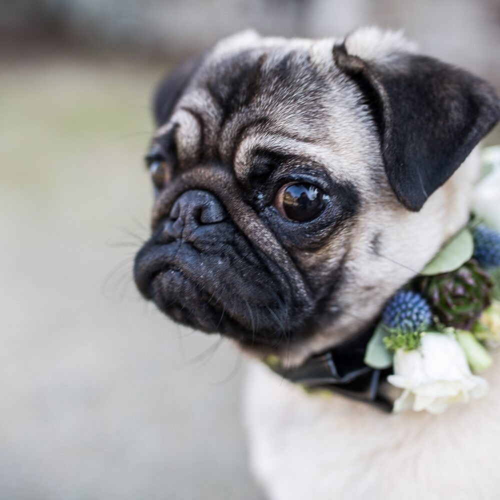 salon-mariage-bretagne-il-etait-une-fois-mariee-chien-blog-mariage-lasoeurdelamariee (5)