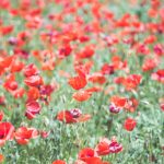 coquelicots