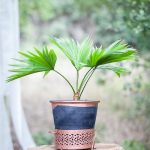 mariage-jungle-tropical-lasoeurdelamariee-blog-mariage