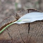 mariage-jungle-tropical-lasoeurdelamariee-blog-mariage