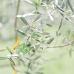shooting-inspiration-mariage-provence-beaute-occitane-lasoeurdelamariee-blog-mariage