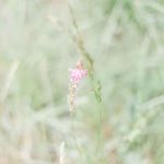 shooting-inspiration-mariage-provence-beaute-occitane-lasoeurdelamariee-blog-mariage