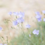 shooting-inspiration-mariage-provence-beaute-occitane-lasoeurdelamariee-blog-mariage