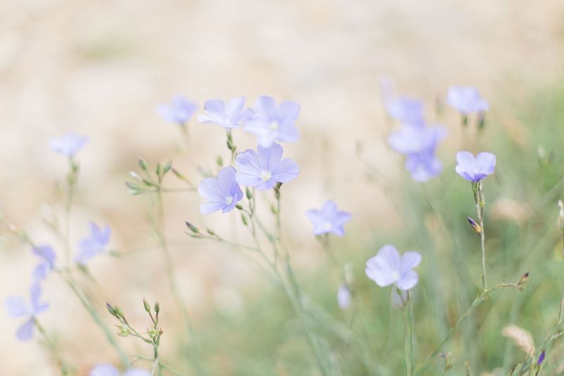 shooting-inspiration-mariage-provence-beaute-occitane-lasoeurdelamariee-blog-mariage