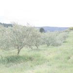 shooting-inspiration-mariage-provence-beaute-occitane-lasoeurdelamariee-blog-mariage