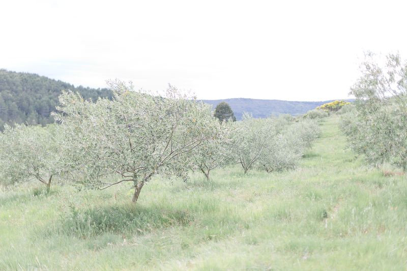 shooting-inspiration-mariage-provence-beaute-occitane-lasoeurdelamariee-blog-mariage