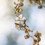 Couronne de mariée Dorothee Flores