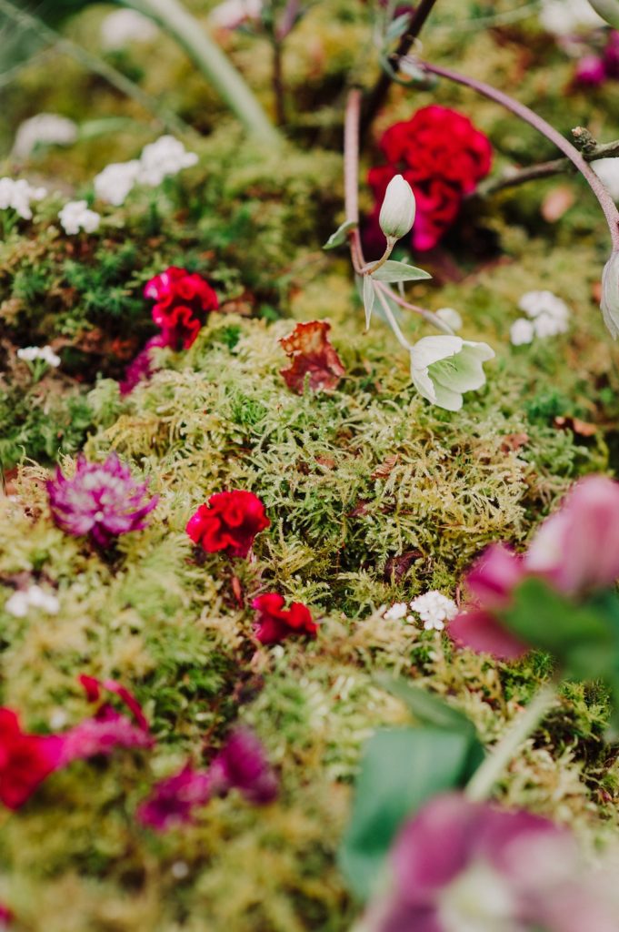 nature-fleurs-pays-basque