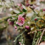fleurs-pays-basque