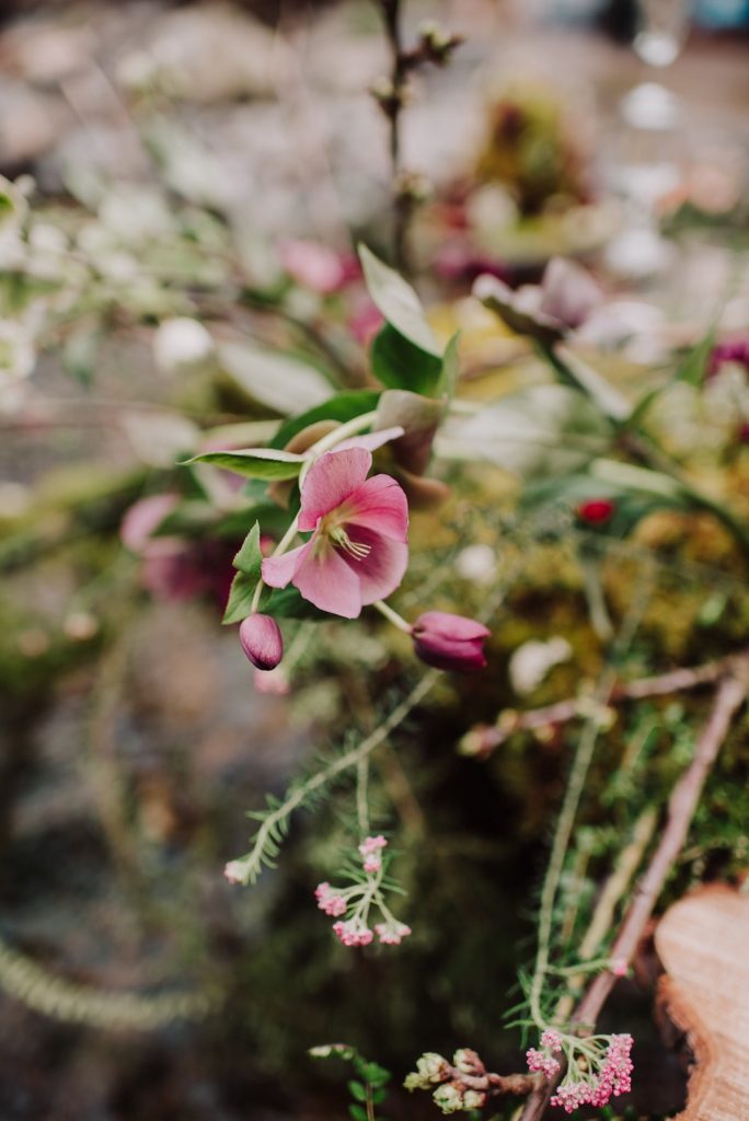 fleurs-pays-basque