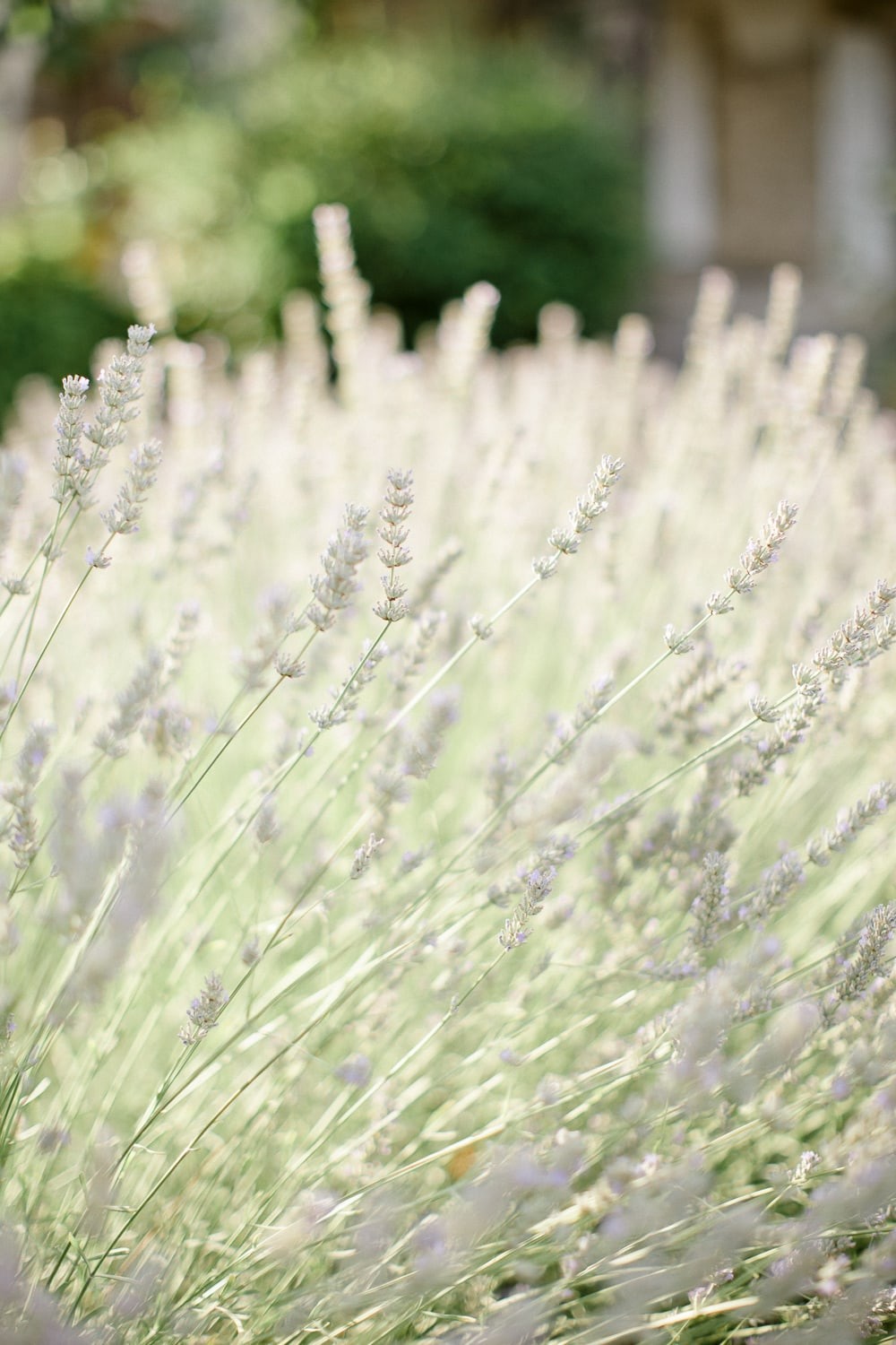 mariage-provence