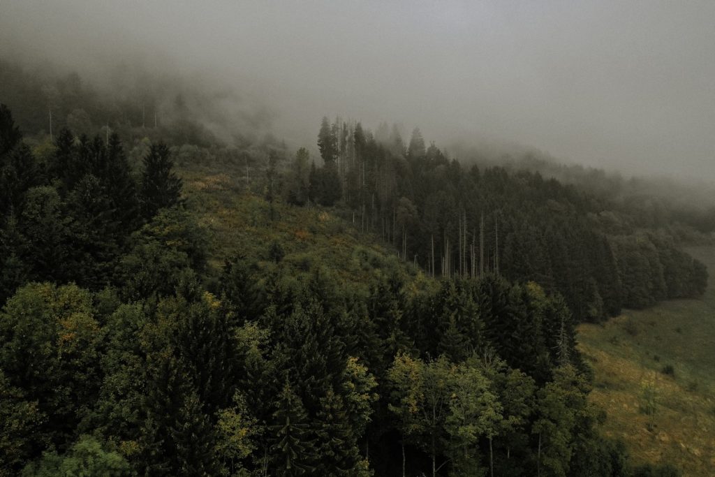 paysage-foret-savoie