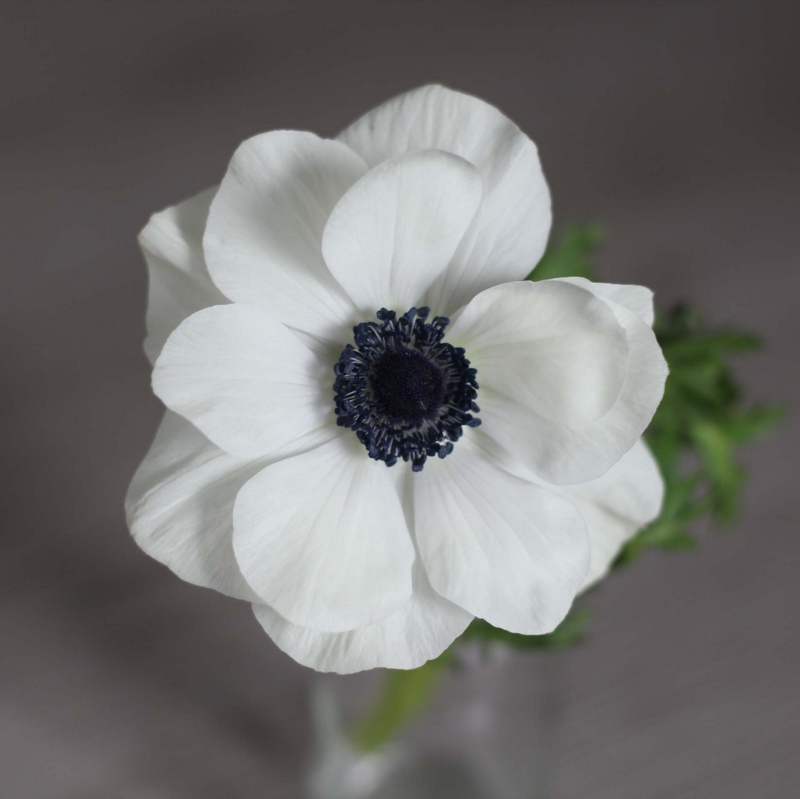 anemone-blanche