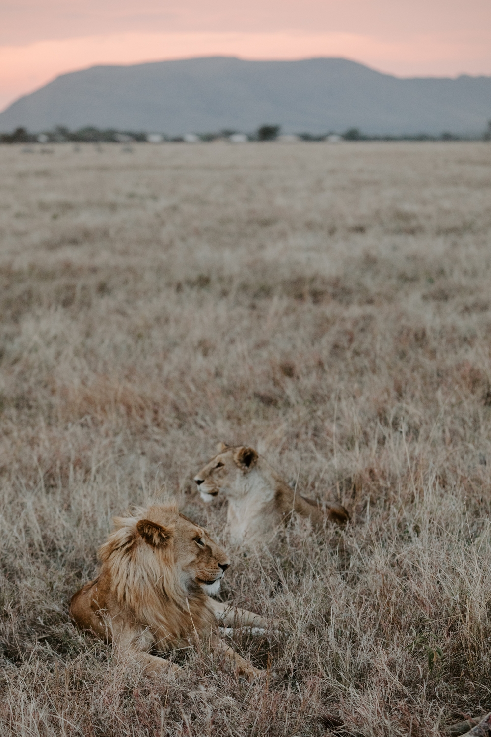 Voyage de noces Safari en Tanzanie