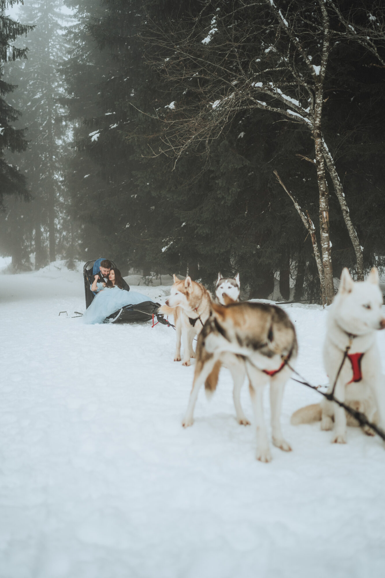 mariage en chiens de traineaux