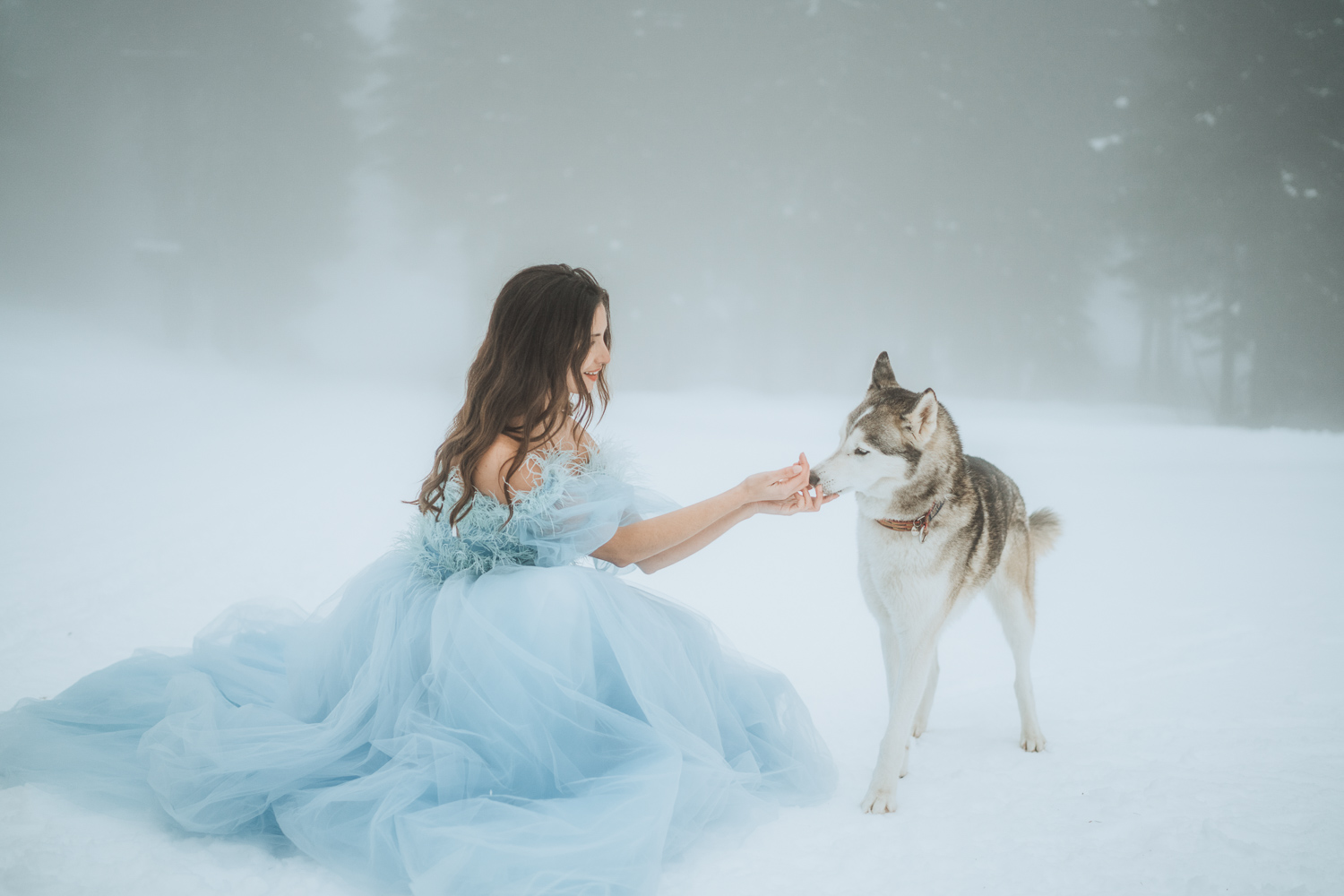 mariage en chiens de traineaux