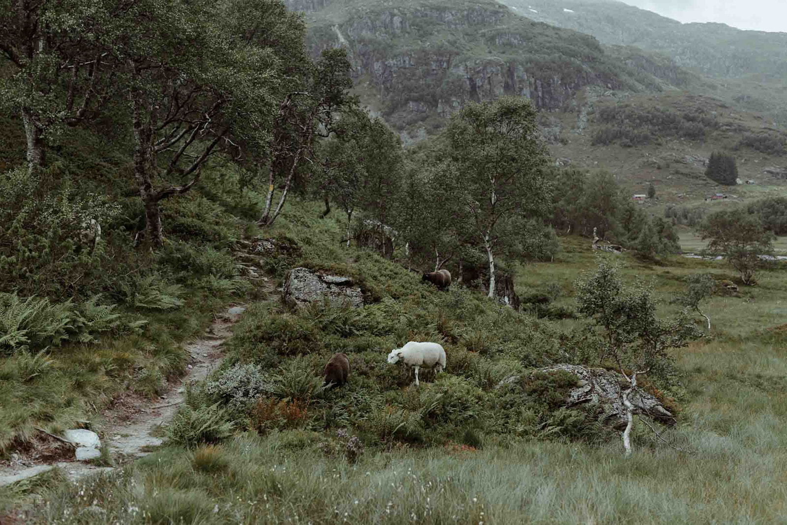 Elopement en Norvège - Sophie Brioudes Photographe