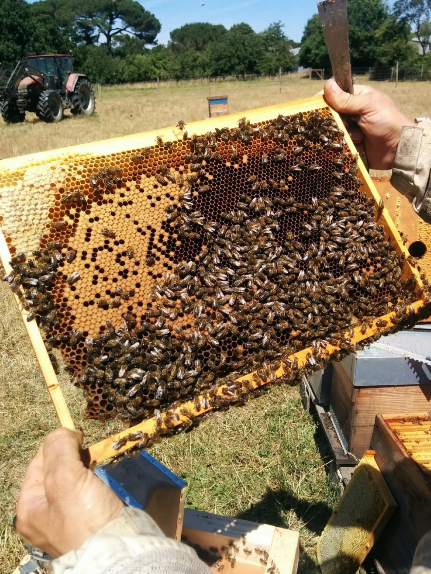 activités-evg-nantes-apiculture