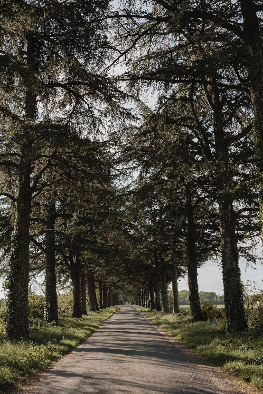 allée-Abbaye-de-Meslay ©ViolaineBretinPhotographe