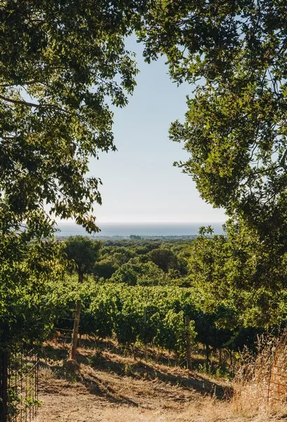 vigne-Para-Event-Corse ©MagaliCancel