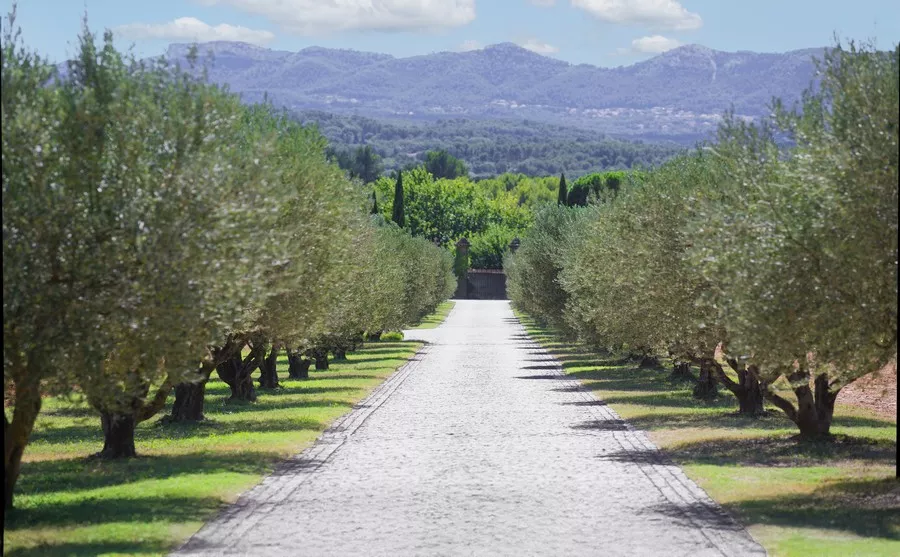 mariage-provencal-domaine-de-la-galiniere ©jeuxdimages (2)